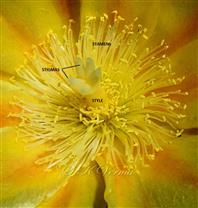  Stamens and Pistil